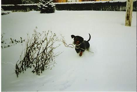 Gravhund Rufus (Agry) *R.I.P.* - Hovsa.. der var vist en gren.. (Vinteren 1998) billede 4