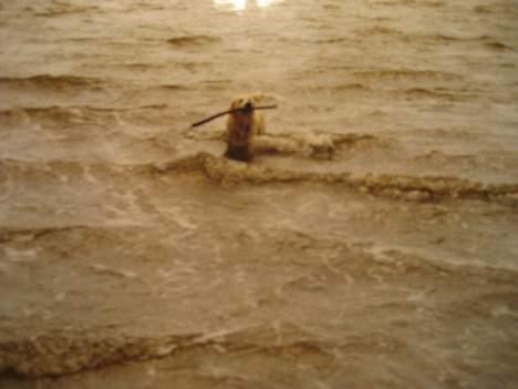 Golden retriever Buster (Død) - Buster elsker vand... billede 4