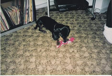 Gravhund Rufus (Agry) *R.I.P.* - Jul hos bedstemor og bedstefar (Julen 1997) billede 5