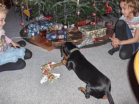 Gravhund Rufus (Agry) *R.I.P.* - Jeg spiser mit julegave kødben! (Jul) billede 6