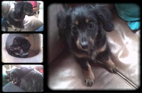 Dværggravhund Nona - Det billede har jeg lavet.. billede 9