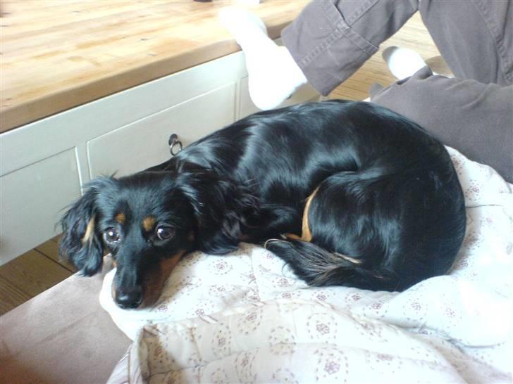 Dværggravhund Nona billede 10