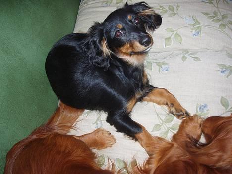 Dværggravhund Nona billede 11