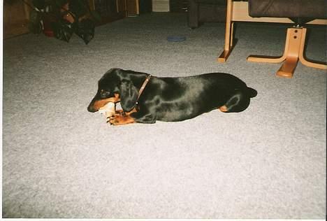 Gravhund Rufus (Agry) *R.I.P.* - Her ligger jeg og hygger mig med mit dejlige kødben!  billede 7