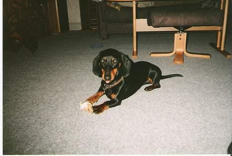 Gravhund Rufus (Agry) *R.I.P.* - Her hygger jeg mig igen .. ! billede 8