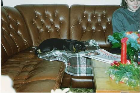 Gravhund Rufus (Agry) *R.I.P.* - Arh. Dejligt med et tæppe at ligge på! (Taget  hos Bedstefar og bedstemor) billede 9