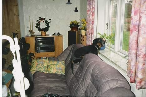 Gravhund Rufus (Agry) *R.I.P.* - Rufus ligger på ryglænet på sofaen. (Selvom han ikke må!) billede 10