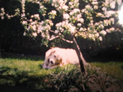 Golden retriever Buster (Død) - Under æbletræet med et kødben... billede 6