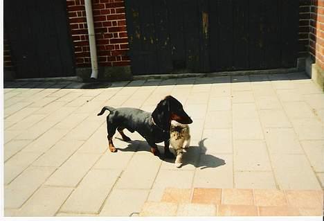 Gravhund Rufus (Agry) *R.I.P.* - Rufus sammen med Bølle. Den eneste kat han kunne lide! billede 11