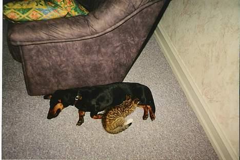 Gravhund Rufus (Agry) *R.I.P.* - Bølle prøver at få lidt mælk ud af Rufus bryster! (Rufus er en hanhund?!) billede 12