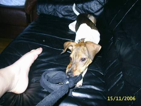 Blanding af racer oscar - træk nu til moar!!!  jeg kan rigtig godt li at lege trækkeleg med min mor billede 10