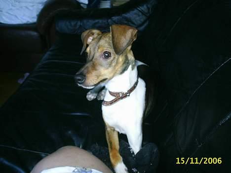 Blanding af racer oscar - Hvad var det ?!? billede 11