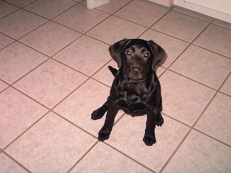 Labrador retriever lucky - HER ER JEG SÅ billede 1