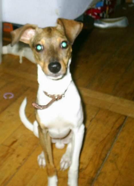 Blanding af racer oscar - sitter jeg ikke bare pænt. billede 12