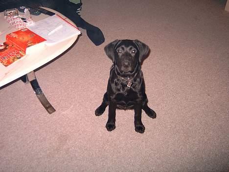 Labrador retriever lucky - HOV KAN DET SPISES billede 3