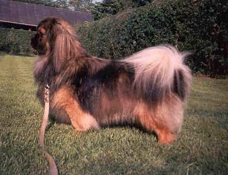 Tibetansk spaniel Sommerlyst's Jiba Cespa billede 2