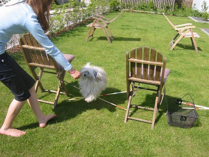 Bichon havanais Smilla - jeg kommer, jeg kommer! hun har faktsik sprunget 30 cm engang :B men hun er vores "dressur" hun som jeg træner "kliK" med :B 2007 billede 5