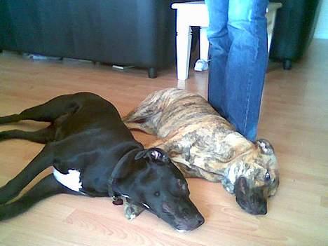 Blanding af racer Xena - Xena og hendes søster Kiki.. Sååå trætte..:-) billede 18