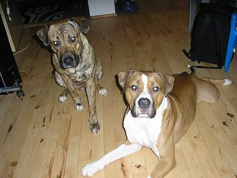 Blanding af racer Xena - Xena og hendes fyr Topper..:-) billede 19