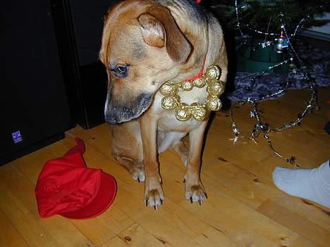 Blanding af racer Laika - Den DER vil jeg s.. da ikke have på i må da være tosset billede 9