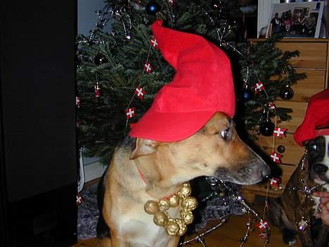 Blanding af racer Laika - Zeus gør det nu bare det er ikke så slemt og de bliver bare ved indtil vi gør det...... billede 10