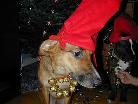 Blanding af racer Laika - nå men så skidt da billede 11