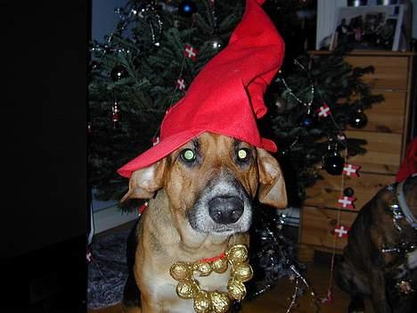 Blanding af racer Laika - EJ SE MIG DOG i vil bare ha jeres vilje billede 12