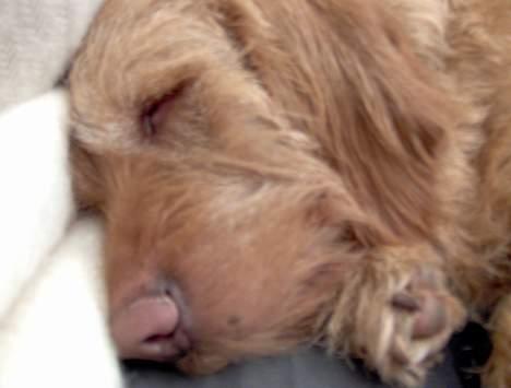 Basset fauve de bretagne Nynne billede 1