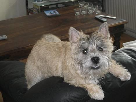 Cairn terrier Malou aka Sheriffen  billede 13