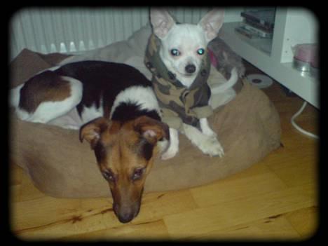 Blanding af racer whisky billede 8