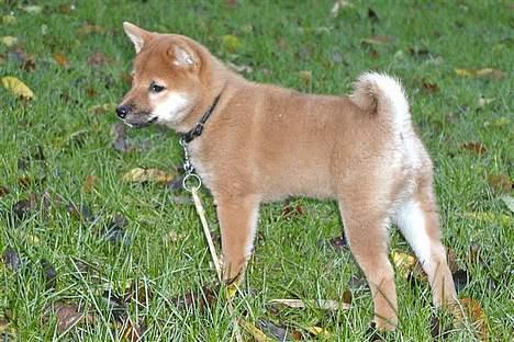 Shiba Kashi - Som han dog står og gør sig til. 12 uger. billede 12