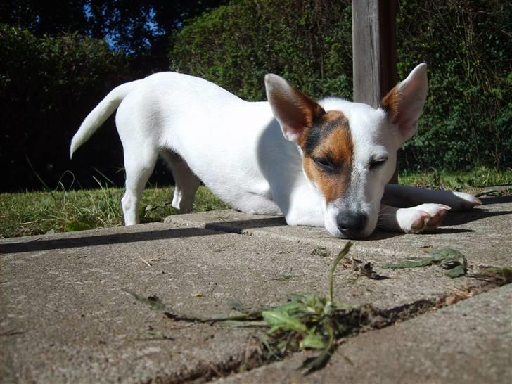 Jack russell terrier Wentzel´s Nova billede 1