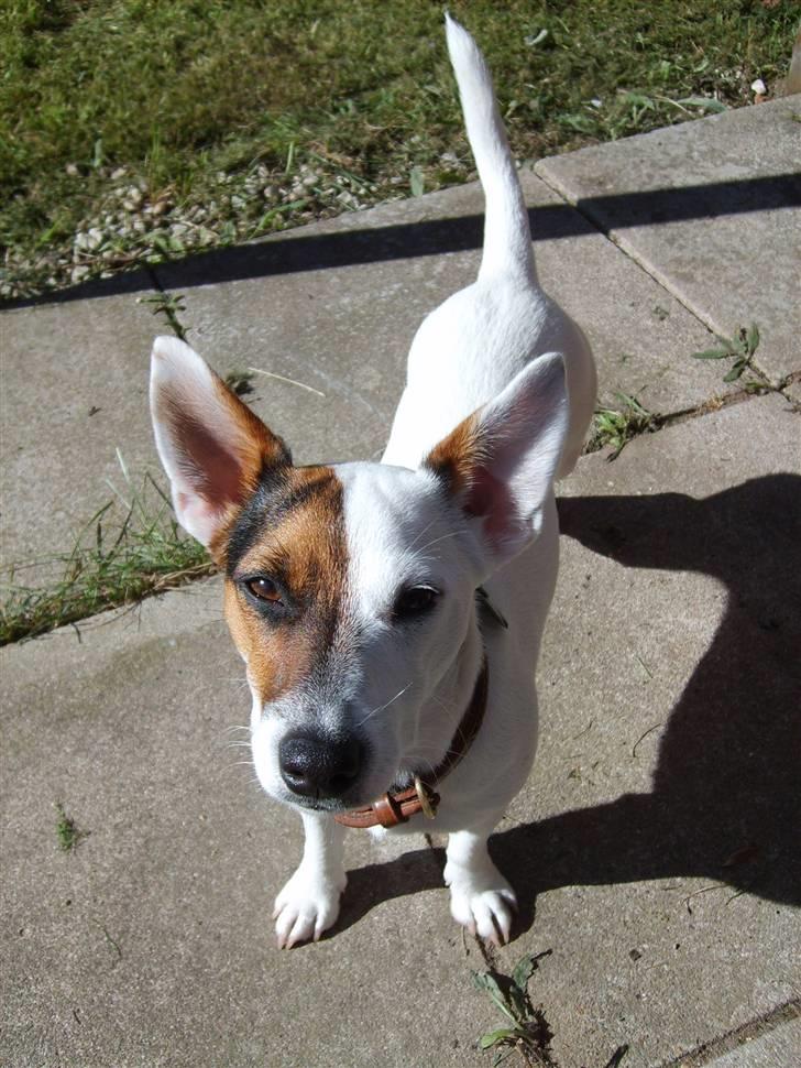 Jack russell terrier Wentzel´s Nova billede 2