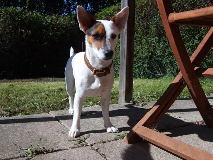 Jack russell terrier Wentzel´s Nova billede 3