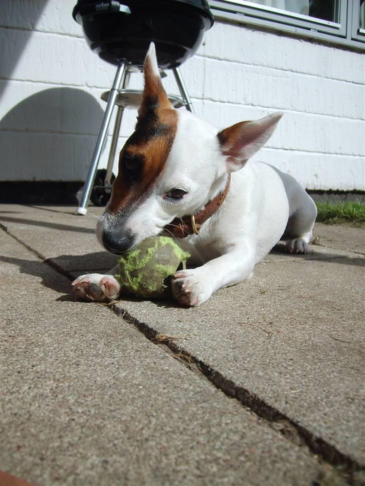 Jack russell terrier Wentzel´s Nova billede 5