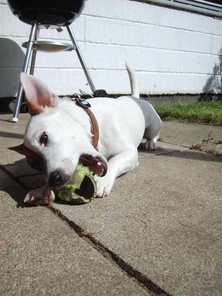 Jack russell terrier Wentzel´s Nova billede 6