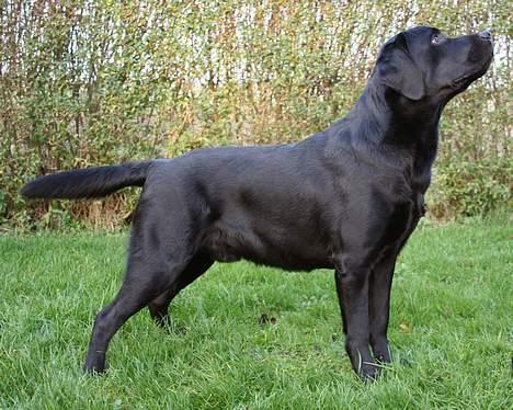 Labrador retriever Diamond - Diamond 10 mrd billede 1