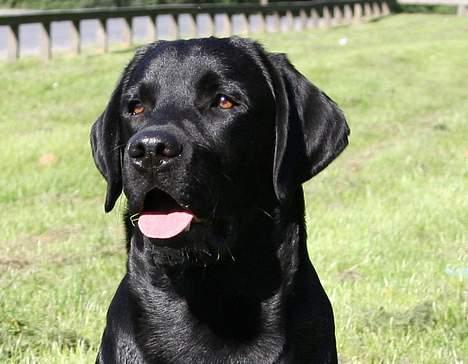 Labrador retriever Diamond - Diamond til brugsprøven billede 2
