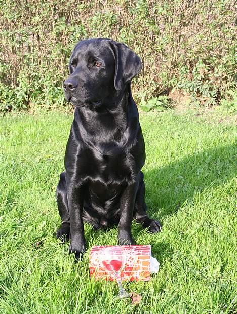 Labrador retriever Diamond - Diamond på skue og blev bedste hund billede 4