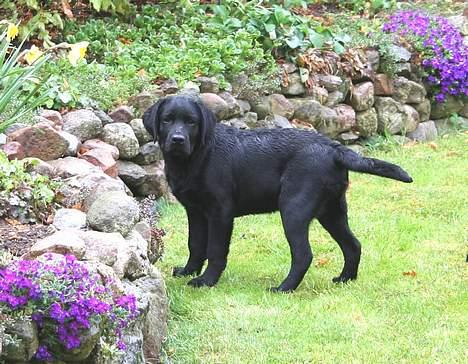 Labrador retriever Diamond - Diamond på udforskning i haven billede 5