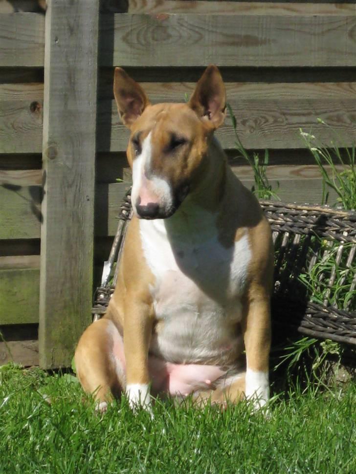 Bullterrier Asta - Sol lusen.  billede 1