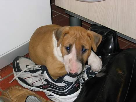 Bullterrier Asta - "Det lugter lidt af far og mor". Alt er bedre end intet åbenbart. billede 2