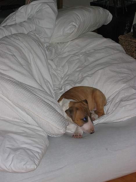 Bullterrier Asta - "Asta alene i hele verden" første spæde tilvænning til "lørdagshygge". Hun kan lige klare det. billede 3