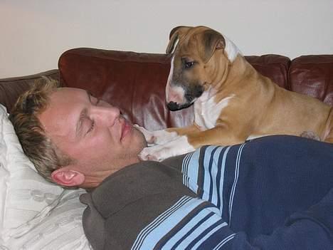 Bullterrier Asta - Hvorfor siger han sådan nogle mærkelige lyde ?!?! Det lyder næsten som mig ! billede 4