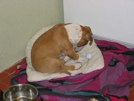 Bullterrier Asta - Hvis "farfar" kan spille golf kan jeg i hvertfald også ! billede 5