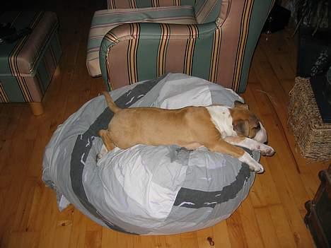 Bullterrier Asta - Prinsessen på ærten. billede 6