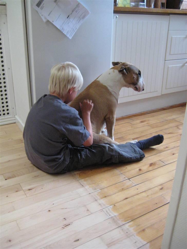 Bullterrier Asta - To der gerne vil have lidt lækkert fra køkkenet. billede 7