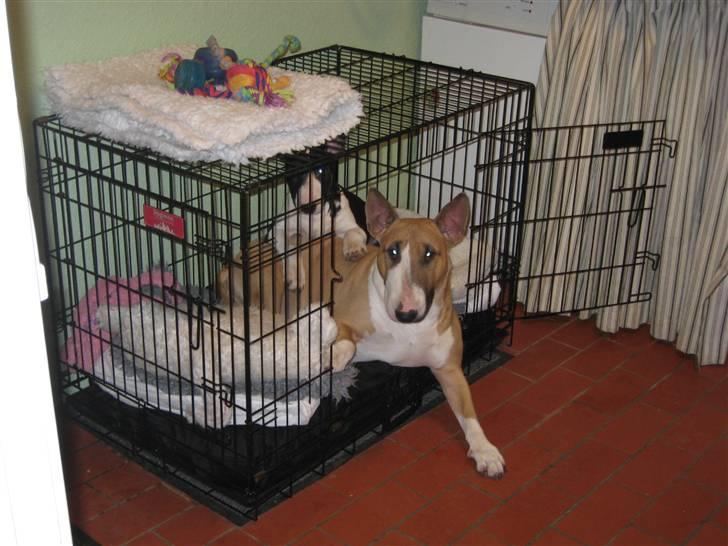 Bullterrier Asta - Legekammerat på besøg. billede 8