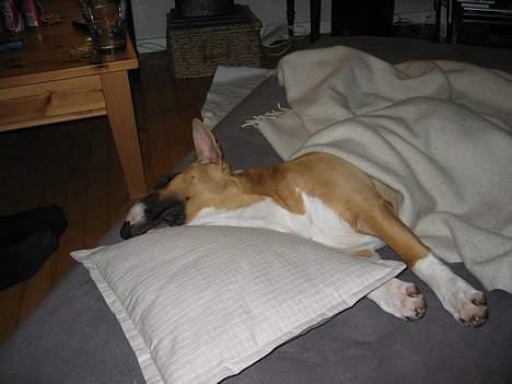 Bullterrier Asta - Lørdagshygge billede 9