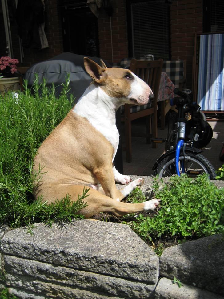 Bullterrier Asta - Jaaa man skal da ikke være for fin til at sætte sig i rosmarinén for at få lidt sol !! billede 10